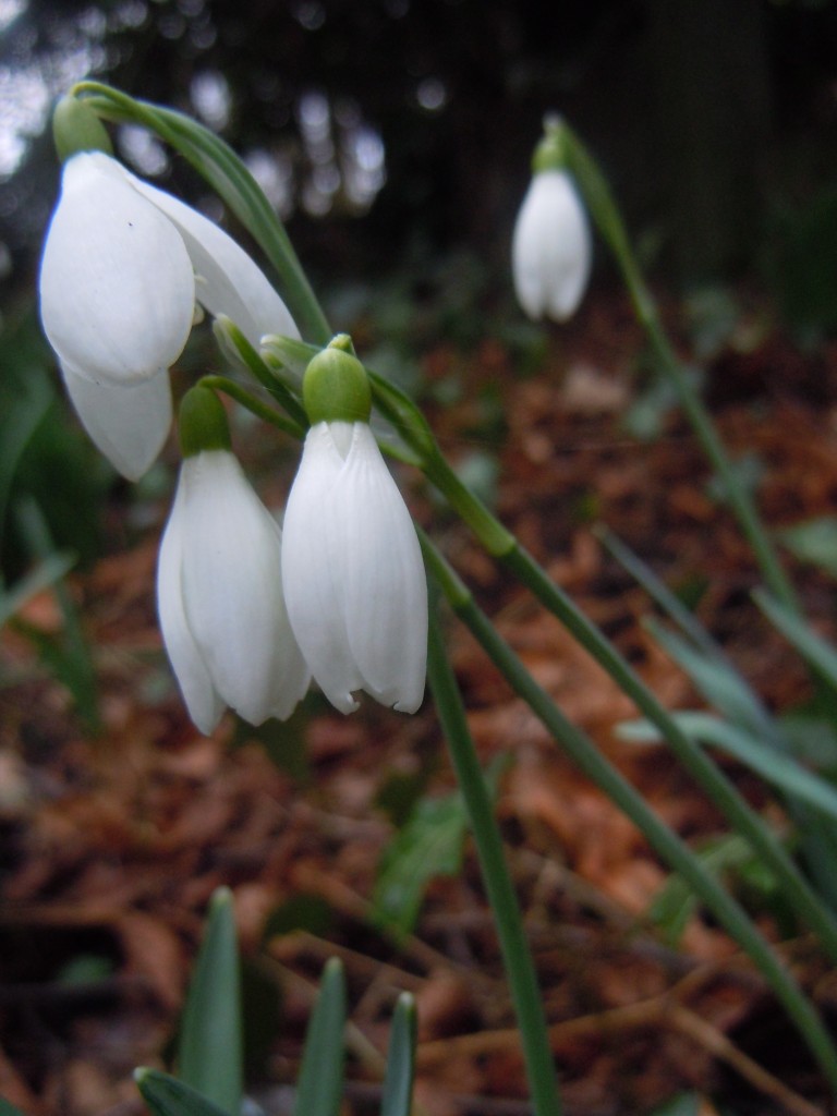 Sneeuwklokjes